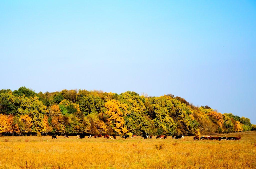 Луполове з panoramio.com - Луполове