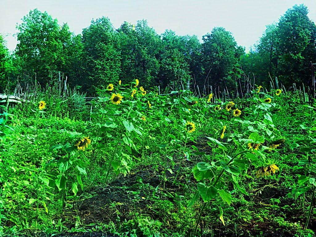 Рубці з panoramio.com - Рубці