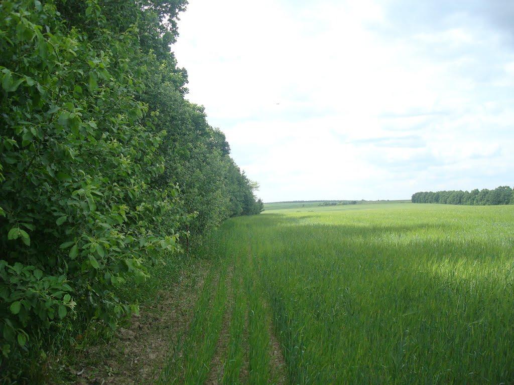 Мала Стружка з panoramio.com - Мала Стружка