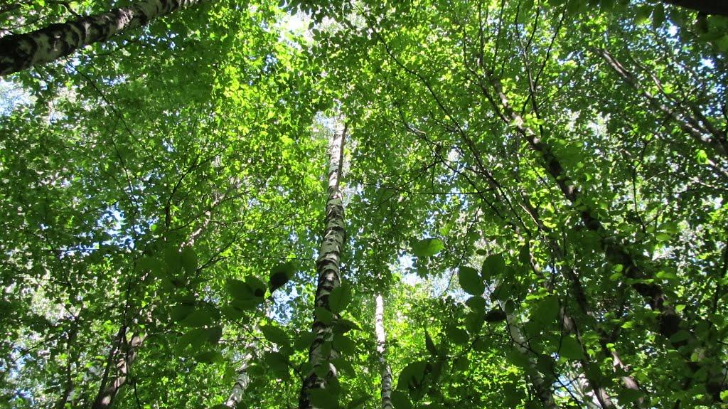 Потереба з panoramio.com - Потереба