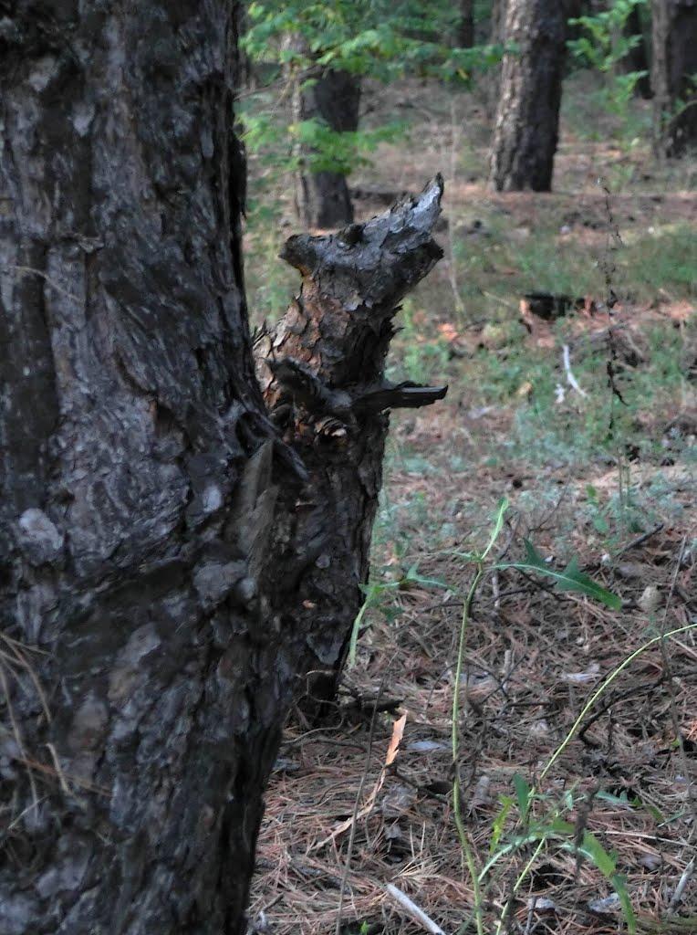 Пустельникове з panoramio.com - Pustelnykove