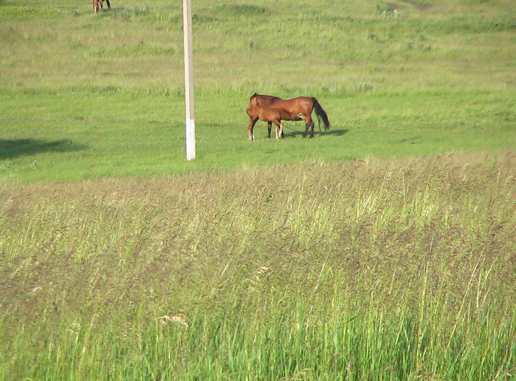 Малий Бурлук з panoramio.com - Малый Бурлук