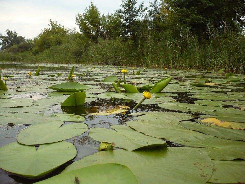 Риботень з panoramio.com - Рыботень