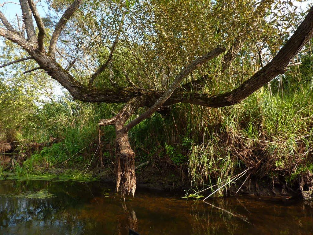 Бахів з panoramio.com - Бахів