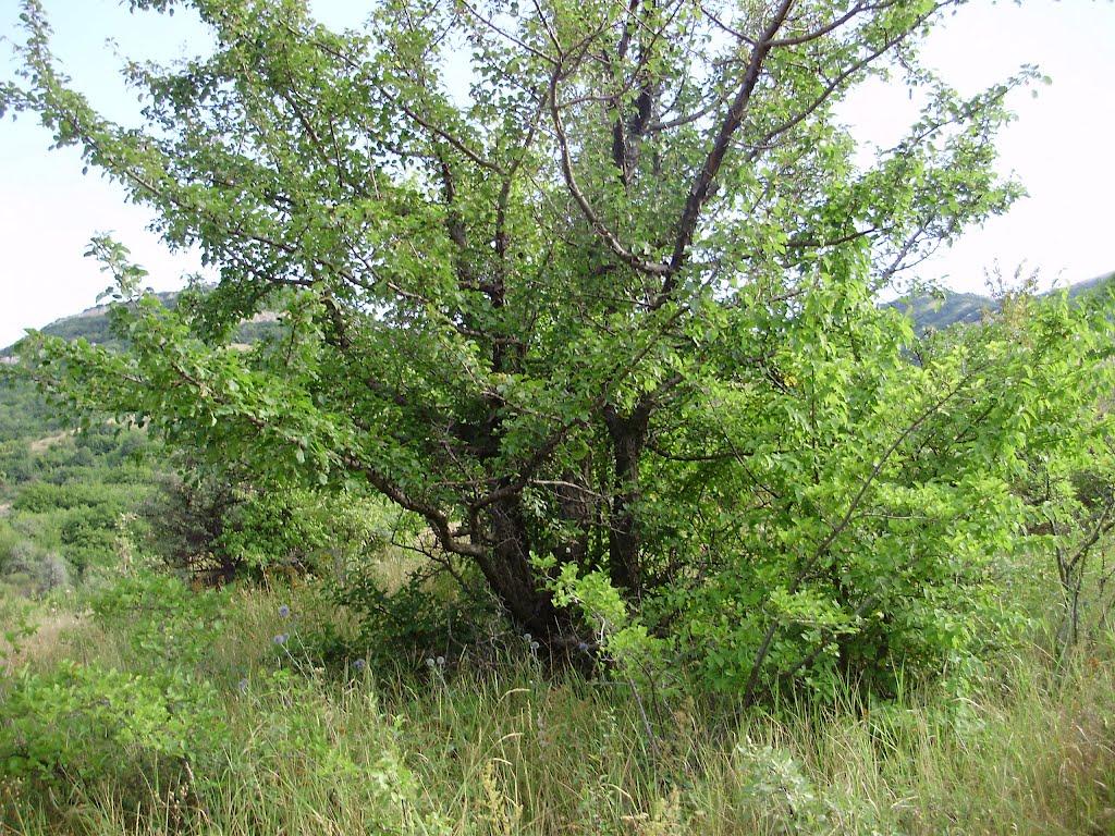 Зеленогір'я з panoramio.com - Зеленогір'я