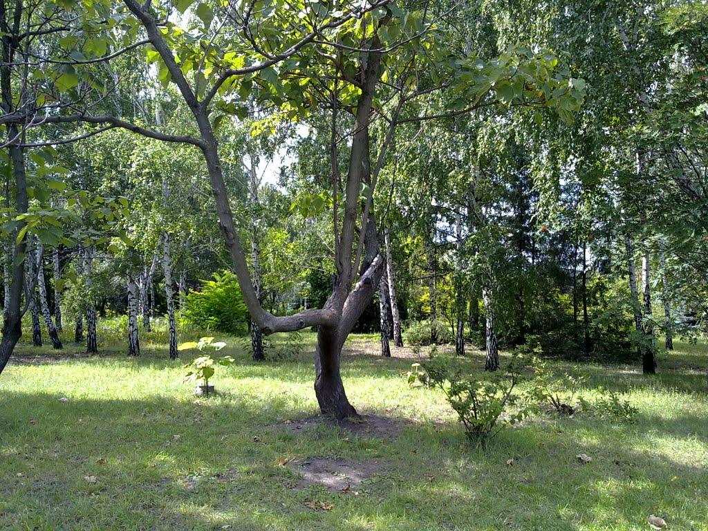 Кам'яне Поле з panoramio.com - Kamyane Pole