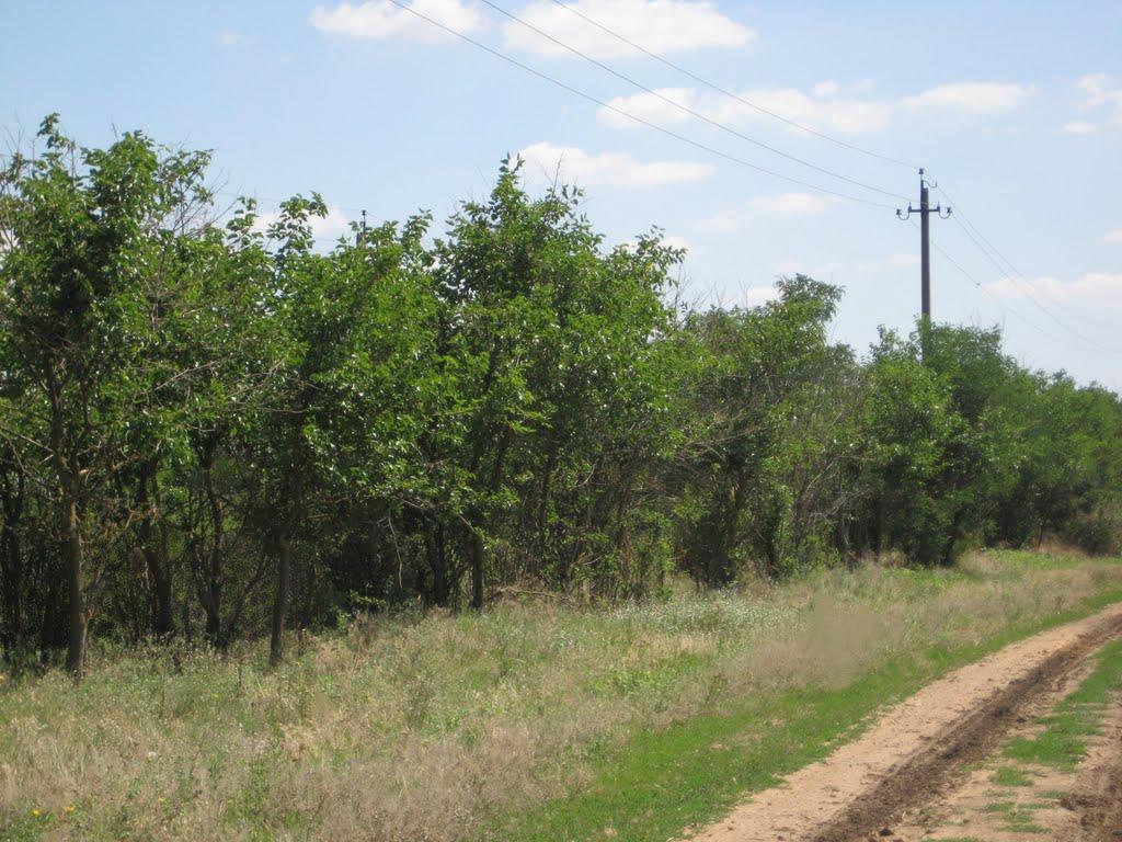 Інгулка з panoramio.com - Ингулка