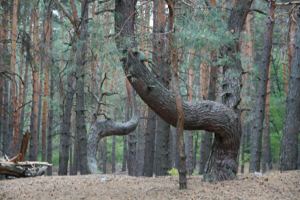 Могилів з panoramio.com - Могилев