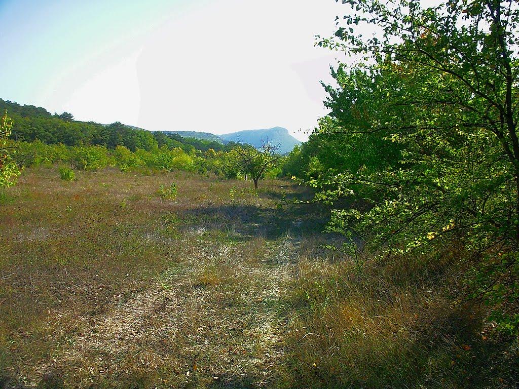 Красний Мак з panoramio.com - Красный Мак