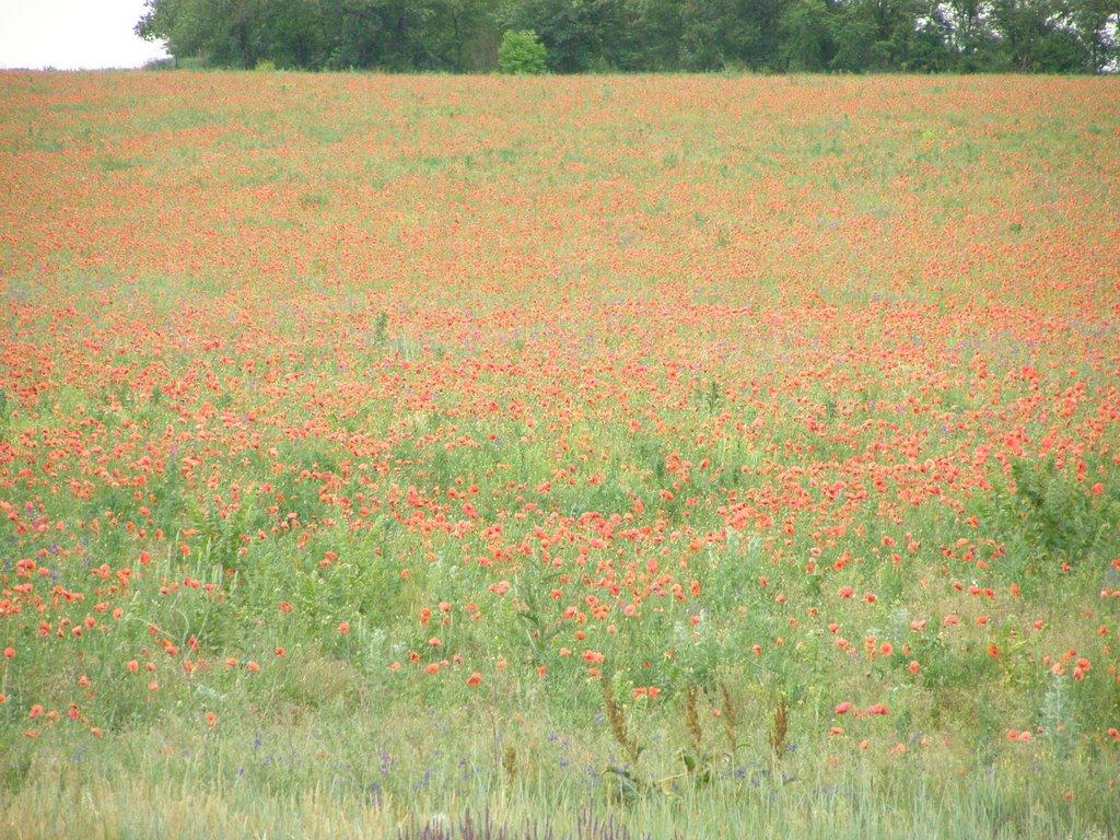 Кременівка з panoramio.com - Кременівка