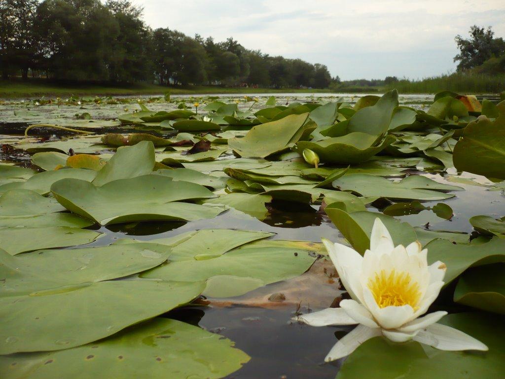 Риботень з panoramio.com - Рыботень