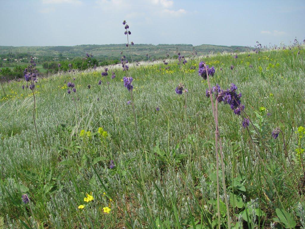 Зайцеве з panoramio.com - Зайцеве