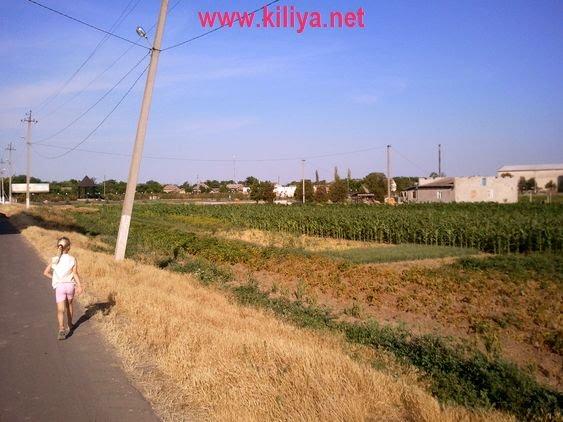 Шевченкове з panoramio.com - Шевченкове
