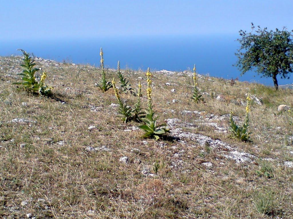 Санаторне з panoramio.com - Санаторне