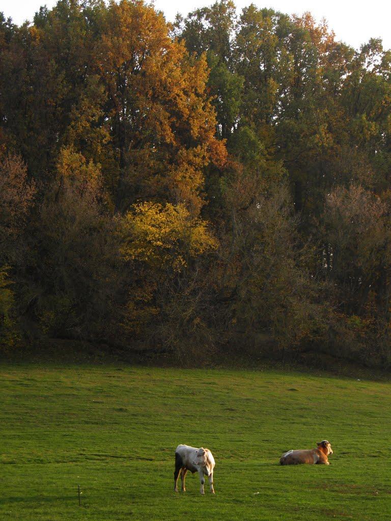 Несваткове з panoramio.com - Несваткове