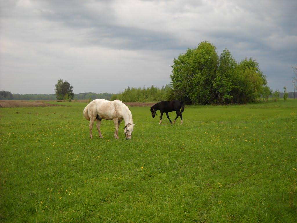 Марочкине з panoramio.com - Марочкине