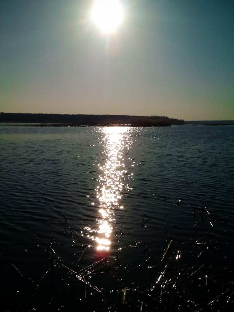 Липа з panoramio.com - Липа