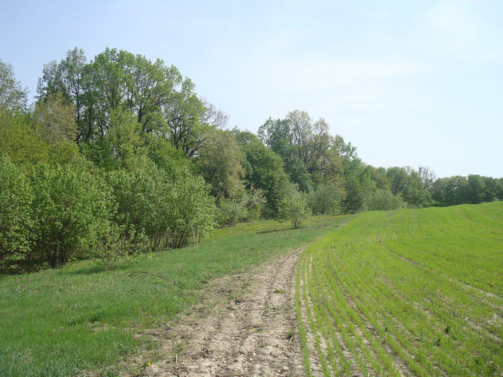 Любомирівка з panoramio.com - Любомирівка