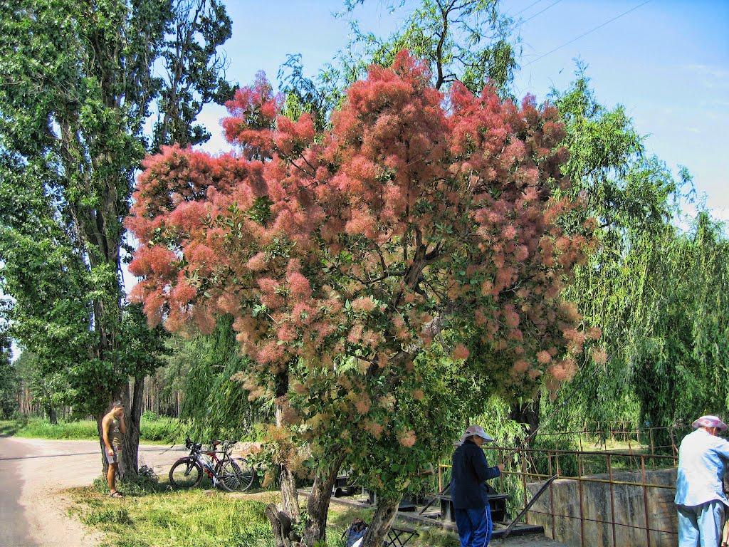 Свидівок з panoramio.com - Свидівок