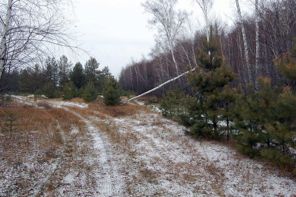 Боровеньки з panoramio.com - Borovenky