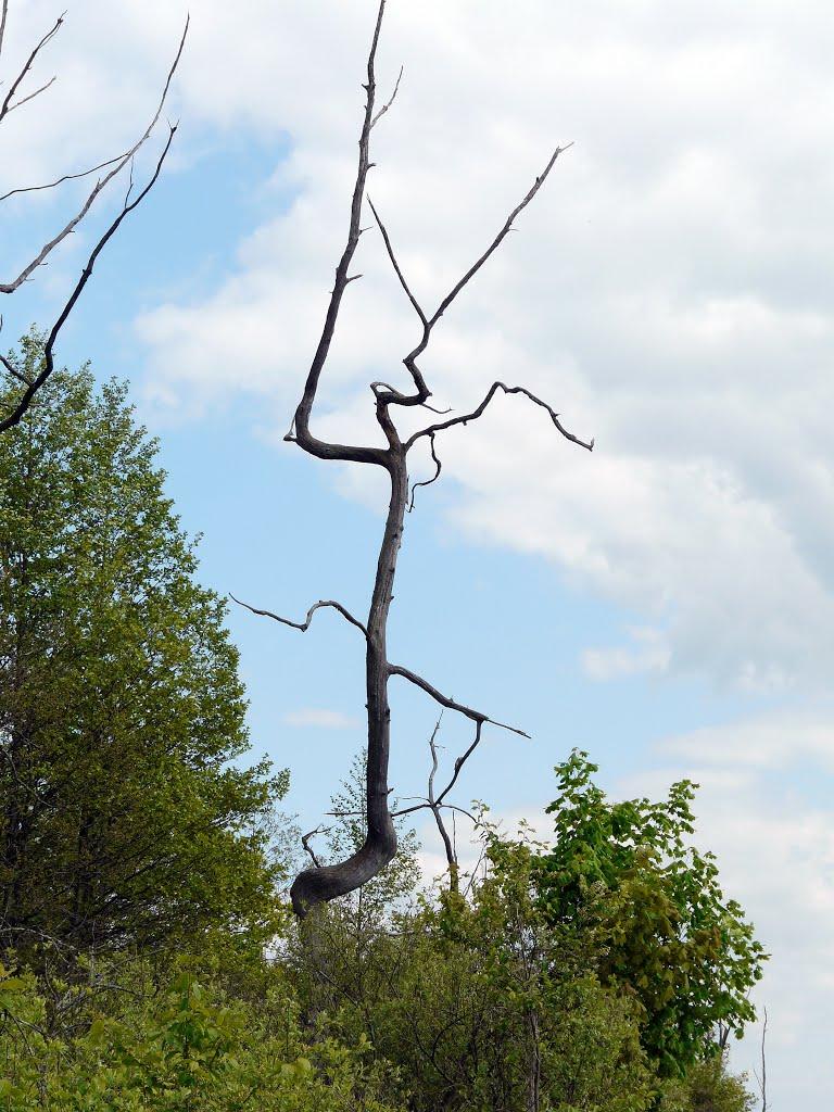 Ніжиловичі з panoramio.com - Ніжиловичі