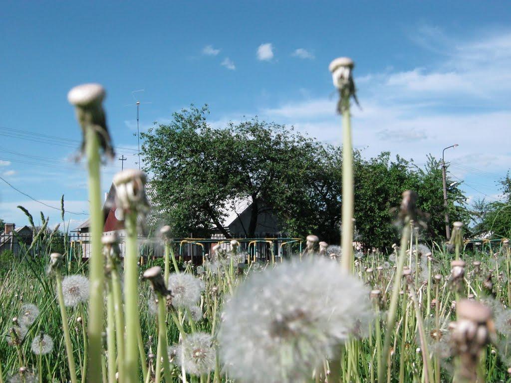 Белз з panoramio.com