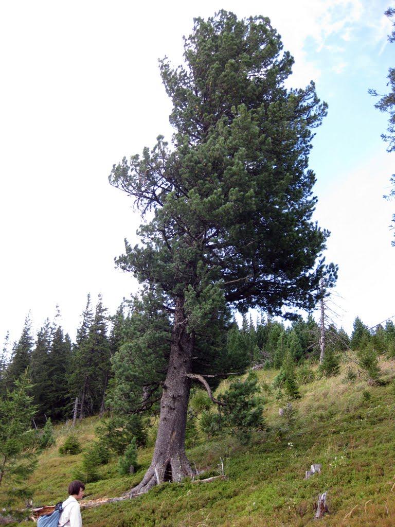 Максимець з panoramio.com - Максимец