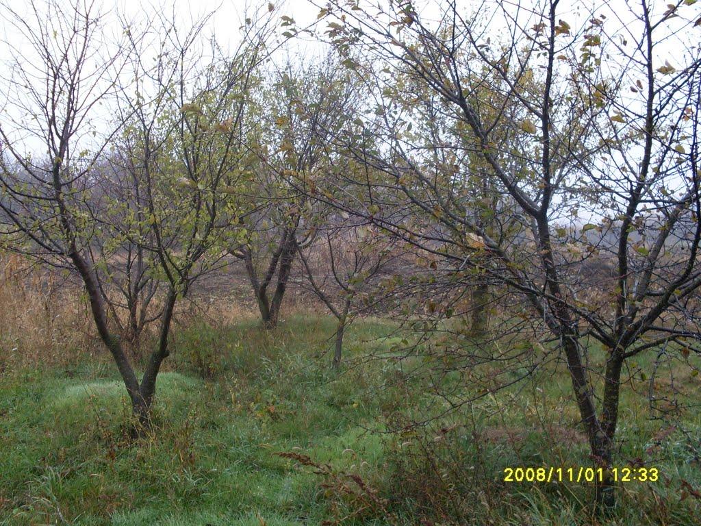 Новаки з panoramio.com - Новаки