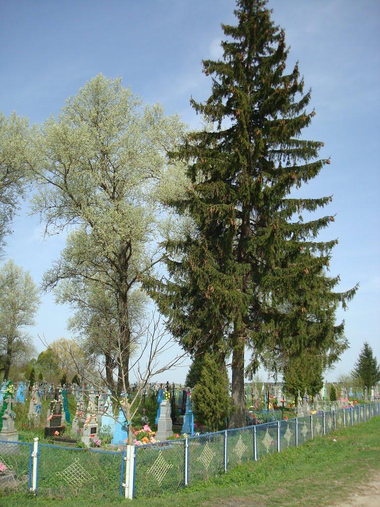 Дроздні з panoramio.com - Дроздни