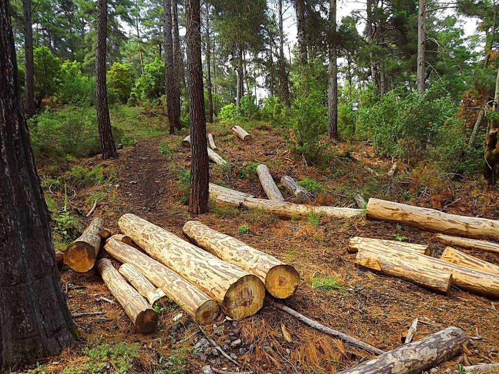 Рубці з panoramio.com - Рубцы