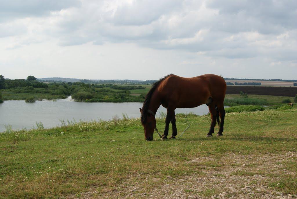 Ставниця з panoramio.com - Ставниця