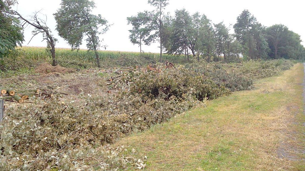 Шевченкове з panoramio.com - Шевченкове