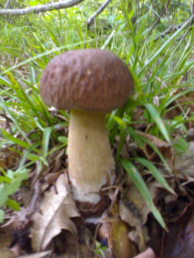 Рожнятів з panoramio.com - Рожнятів