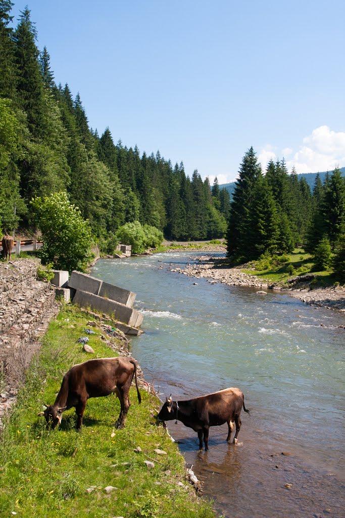 Синевир з panoramio.com - Синевир