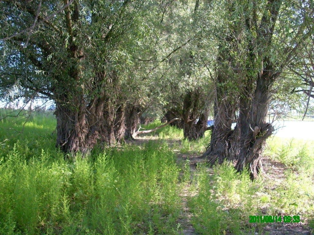 Дунайське з panoramio.com (ч.2) - Dunayske