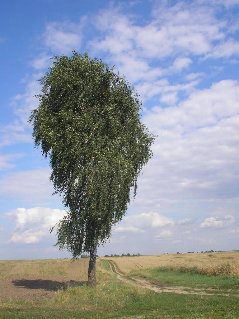 Княже з panoramio.com - Княже