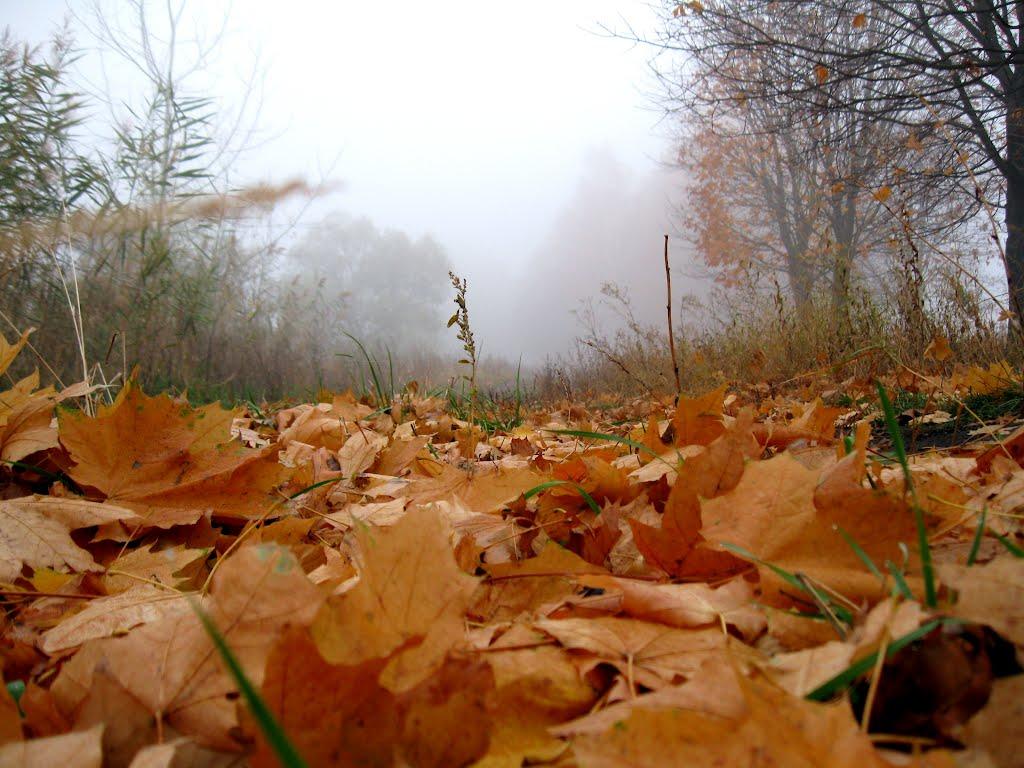 Василе-Устимівка з panoramio.com - Vasyle-Ustymivka