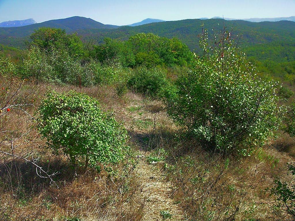 Синапне з panoramio.com - Синапне