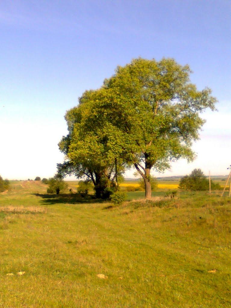 Аркадіївці з panoramio.com - Аркадіївці
