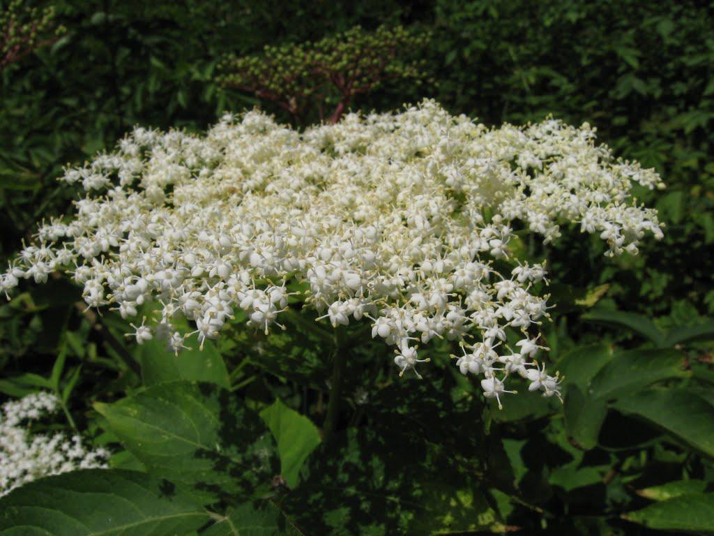 Вільшани з panoramio.com - Вільшани