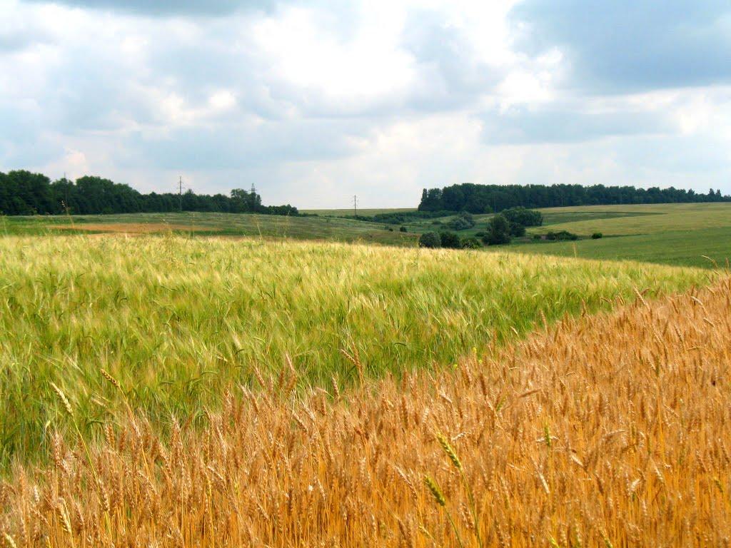 Забойки з panoramio.com - Забойки