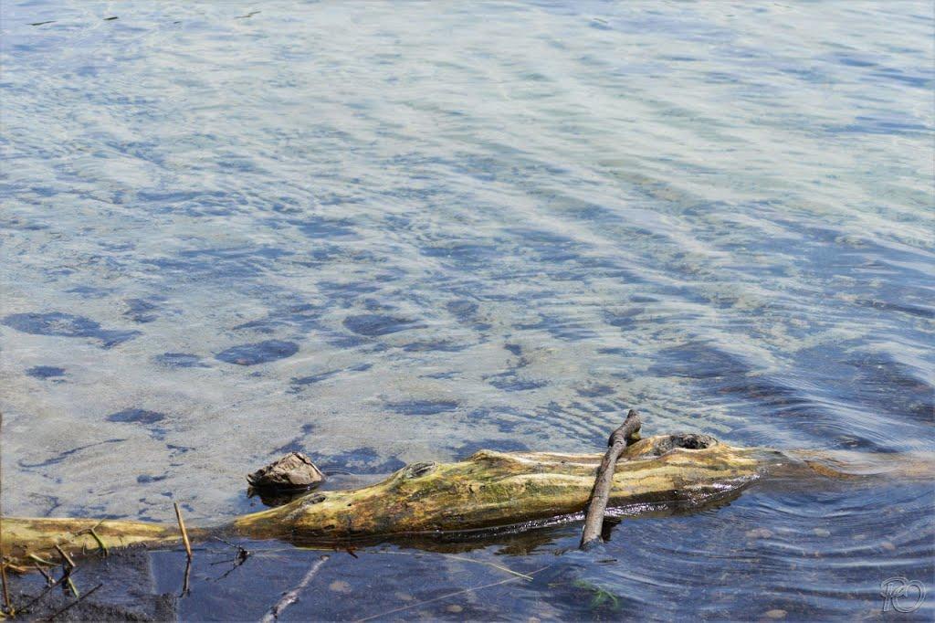 Мельники з panoramio.com - Мельники