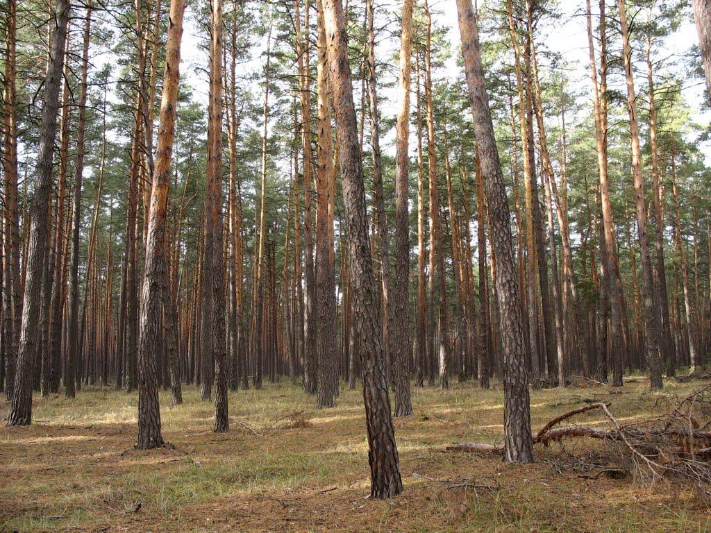 Новосілки з panoramio.com - Новоселки