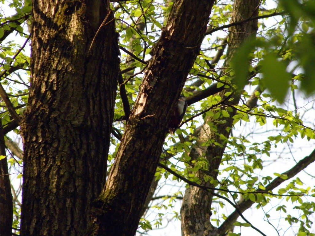 Комарно з panoramio.com - Комарно