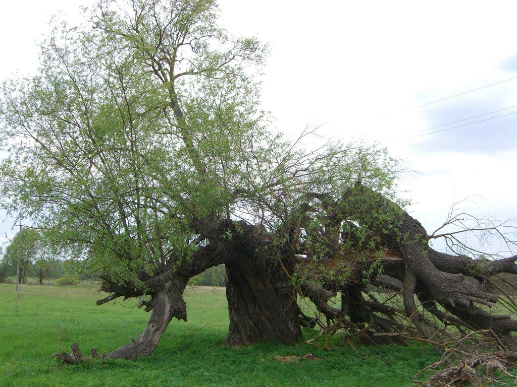 Шишаки з panoramio.com - Shishaki