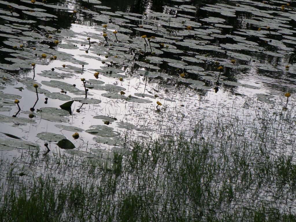 Вища Дубечня з panoramio.com - Вища Дубечня