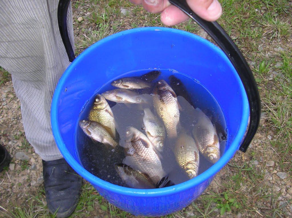 Ясень з panoramio.com - Ясень