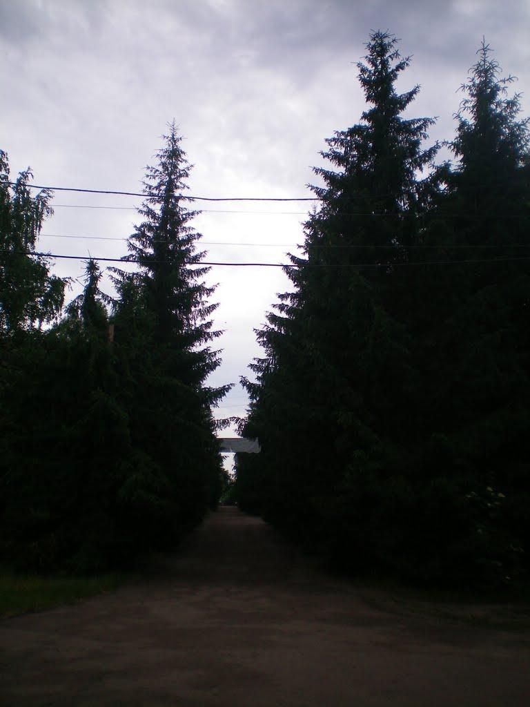 Старий Салтів з panoramio.com - Старий Салтів