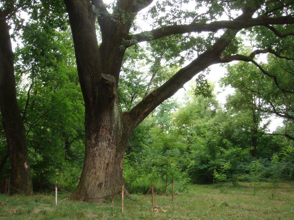 Подвір'ївка з panoramio.com - Podviryivka