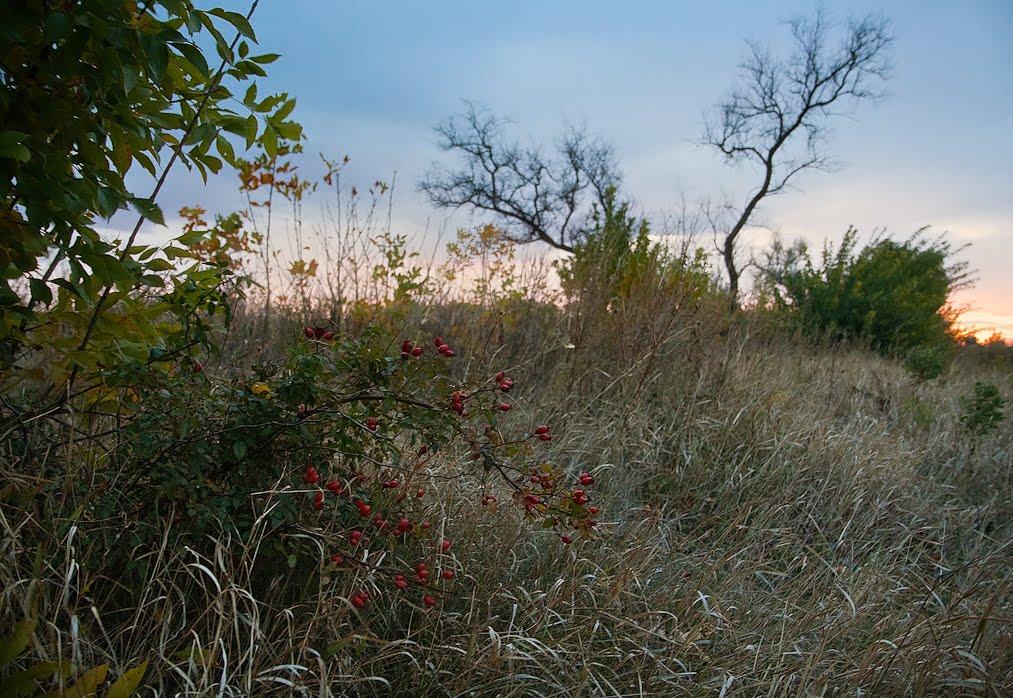 Новотроїцьке з panoramio.com - Новотроїцьке